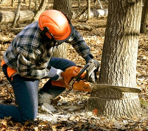 Tree Removal in Whittier, NC